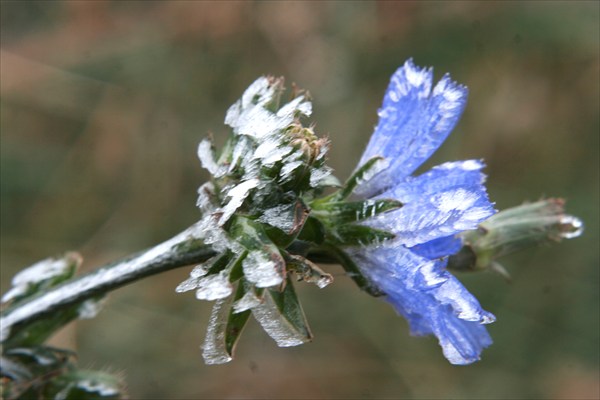 Blossom blue...